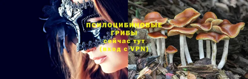 Псилоцибиновые грибы Cubensis  Кушва 